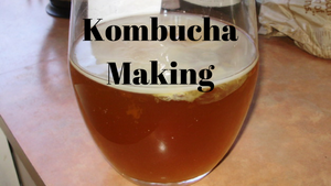 What is Kombucha aka the Elixir of Life?