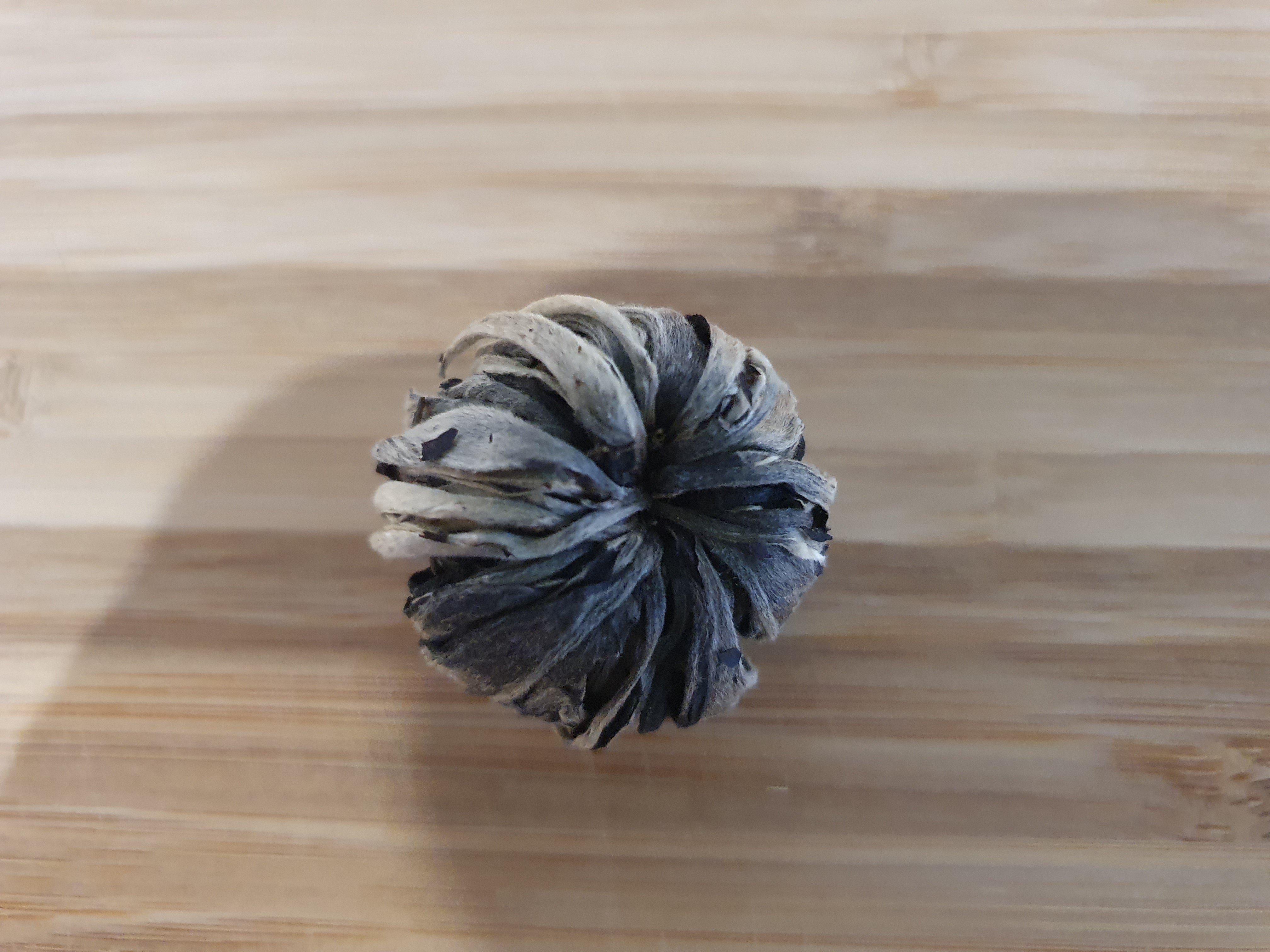 White Tea Blossom Urchin